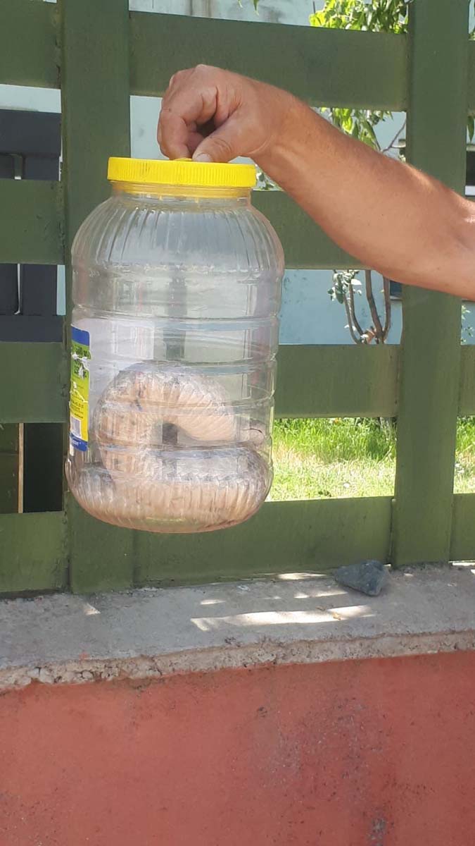 Türkiye'nin en zehirlisi engerek yılanı işyerine girdi! Uzmanlar vatandaşları uyardı! 