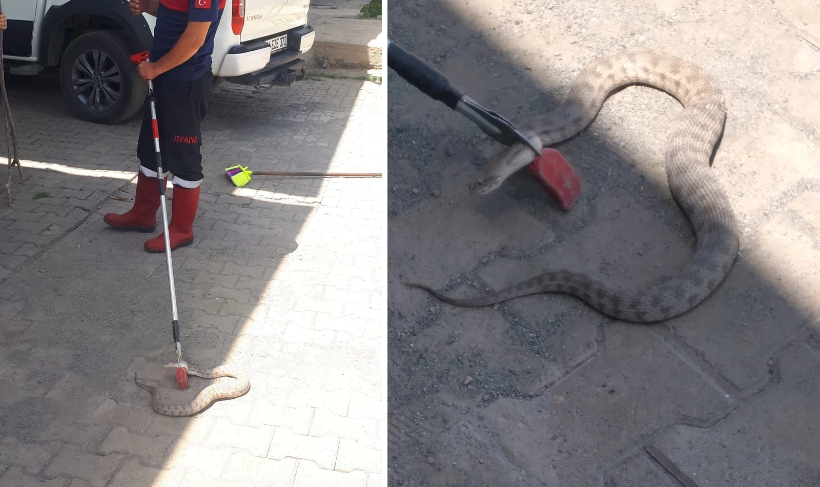 Türkiye'nin en zehirlisi engerek yılanı işyerine girdi! Uzmanlar vatandaşları uyardı! 