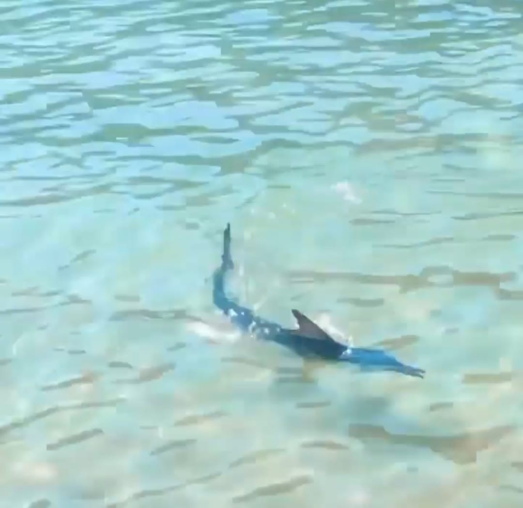 Zarganayı önce kuyruğundan tuttu, sonra tokatladı! Kıyıya gelen zargana, bir vatandaş tarafından darp edilerek öldürüldü!