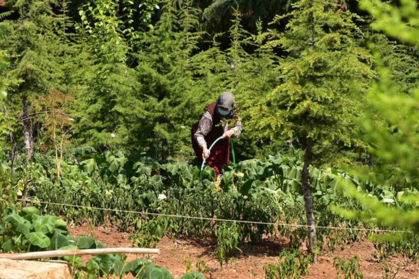 Tuzla Belediyesi'nin öncülük ettiği Yaşlılar Merkezi'nde ekilen sebzeler hasat verdi