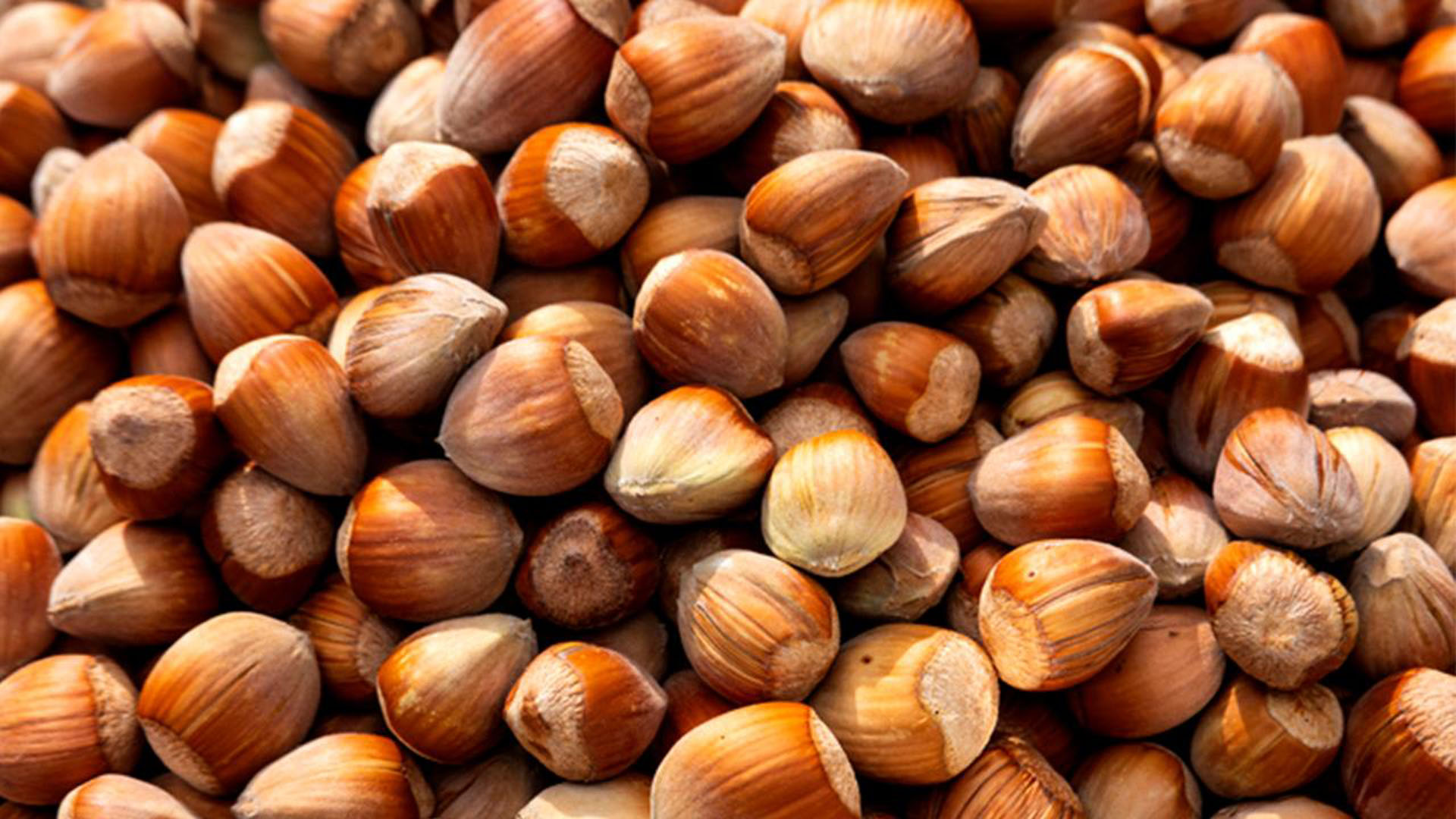 Tarım ve Orman Bakanlığı duyurdu! Fındık rekoltesinde artış bekleniyor!