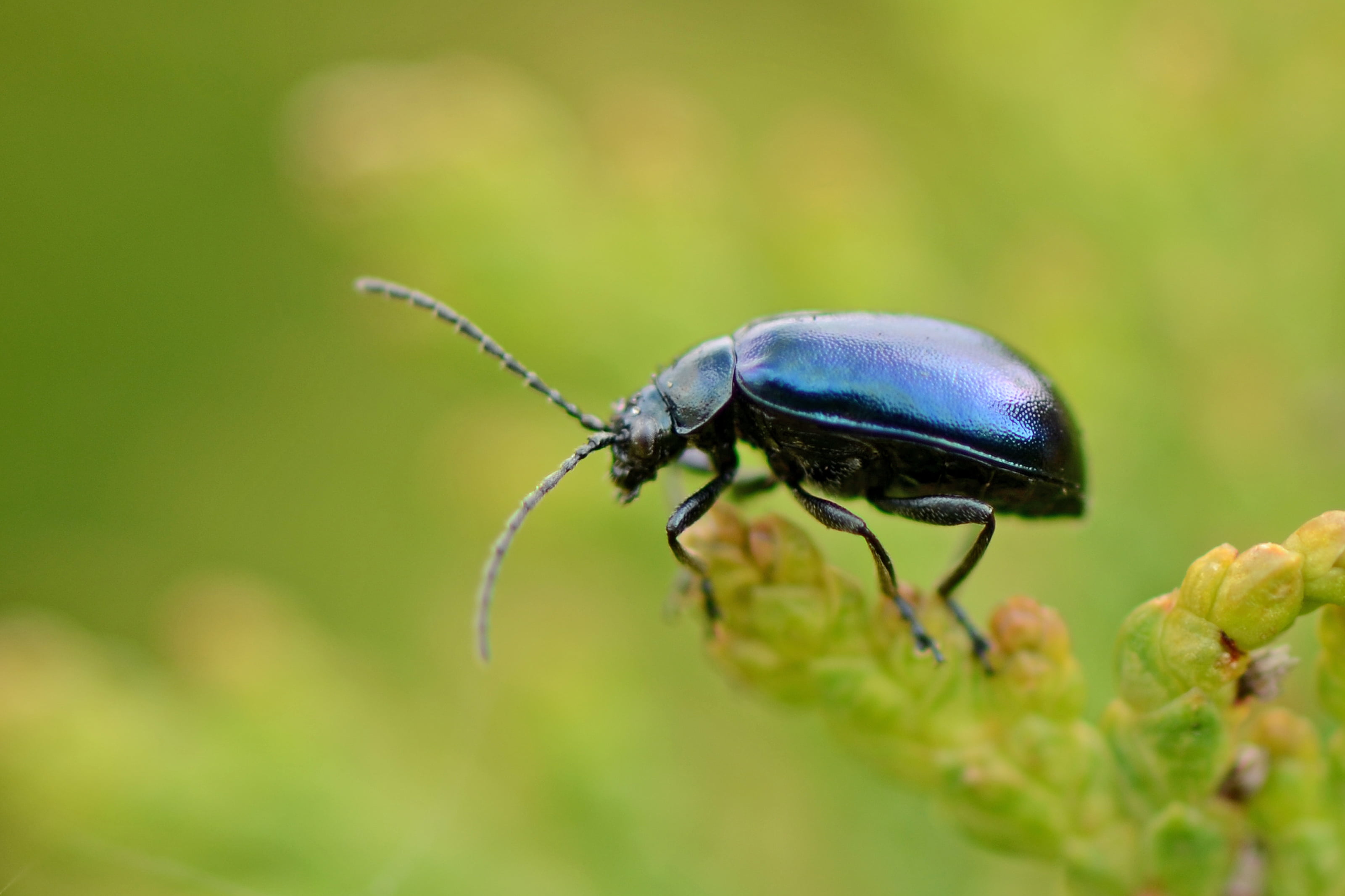 Bu defa Et tüketimini azaltın, böcek yiyin raporu yayımlandı, okuyanın aklı durdu!