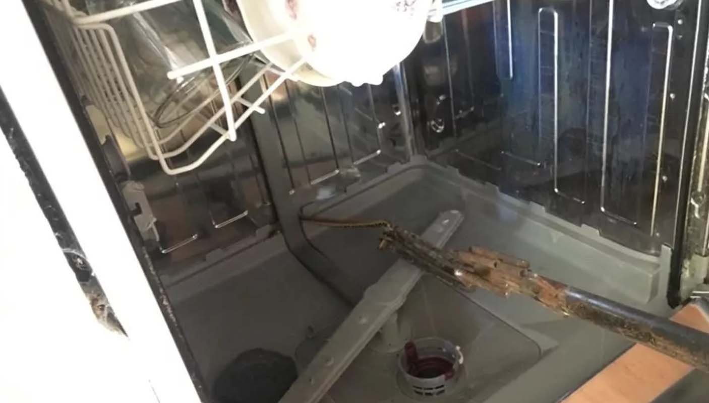 Yılan, evde öyle bir yerden çıktı ki... Görünce hayrete düşeceksiniz!