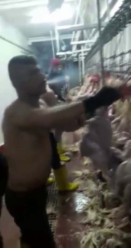 Adana'da bir mezbahadaki görüntüler mide bulandırdı! Bu tavuklar nasıl satılıyor? Ağızlarında sigara, üstleri çıplak...