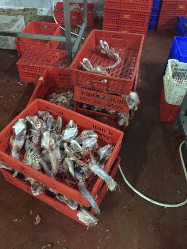 Adana'da bir mezbahadaki görüntüler mide bulandırdı! Bu tavuklar nasıl satılıyor? Ağızlarında sigara, üstleri çıplak...