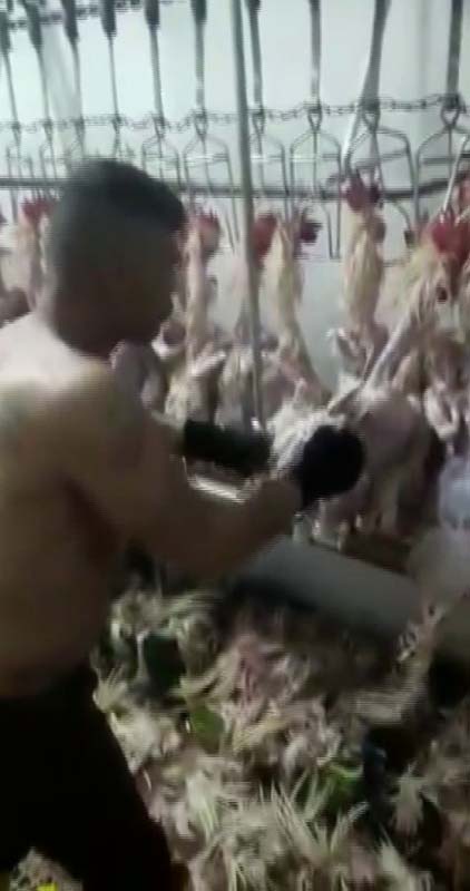 Adana'da bir mezbahadaki görüntüler mide bulandırdı! Bu tavuklar nasıl satılıyor? Ağızlarında sigara, üstleri çıplak...