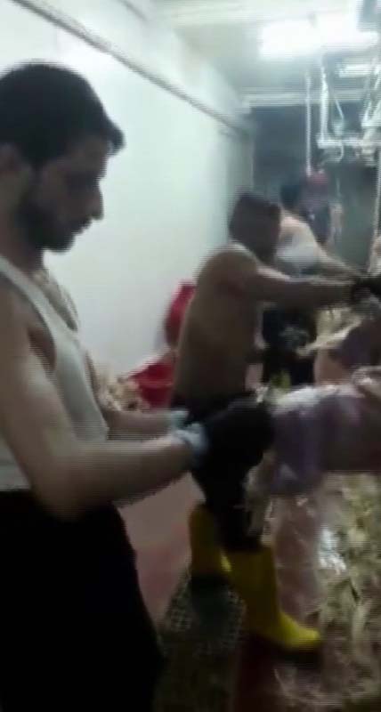 Adana'da bir mezbahadaki görüntüler mide bulandırdı! Bu tavuklar nasıl satılıyor? Ağızlarında sigara, üstleri çıplak...