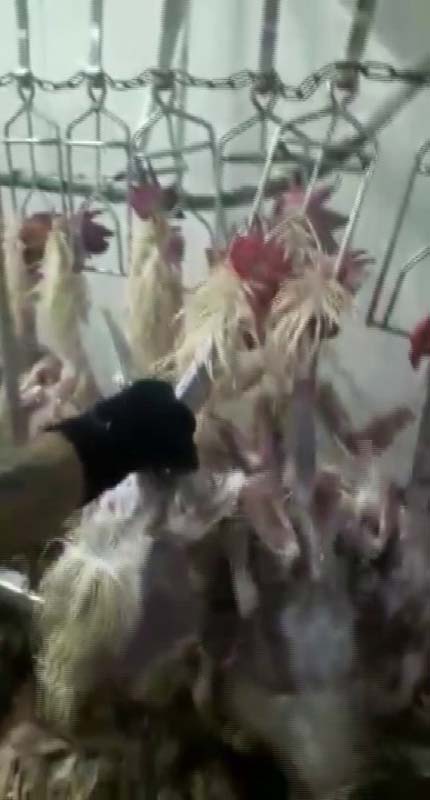 Adana'da bir mezbahadaki görüntüler mide bulandırdı! Bu tavuklar nasıl satılıyor? Ağızlarında sigara, üstleri çıplak...