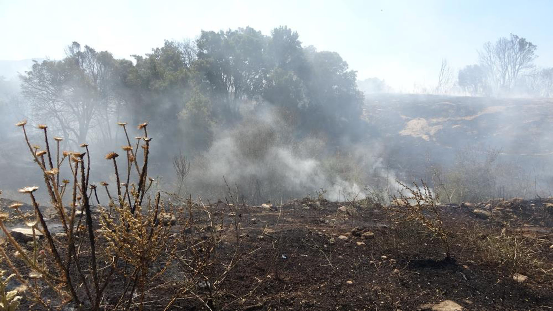Türkiye'nin ciğerleri yanıyor! 3 ayrı bölgede orman yangını çıktı!