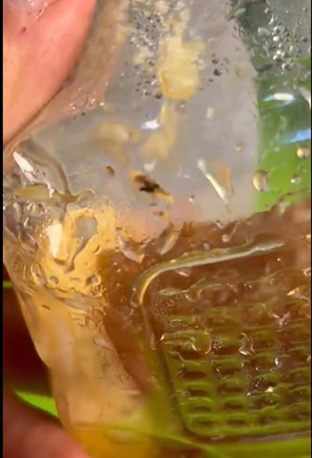 Ünlü yemek zinciri Köfteci Yusuf'ta böcek krizi! Ekmek kadayıfı sipariş etti, gördükleri sonrası yiyemeden çöpe attı!