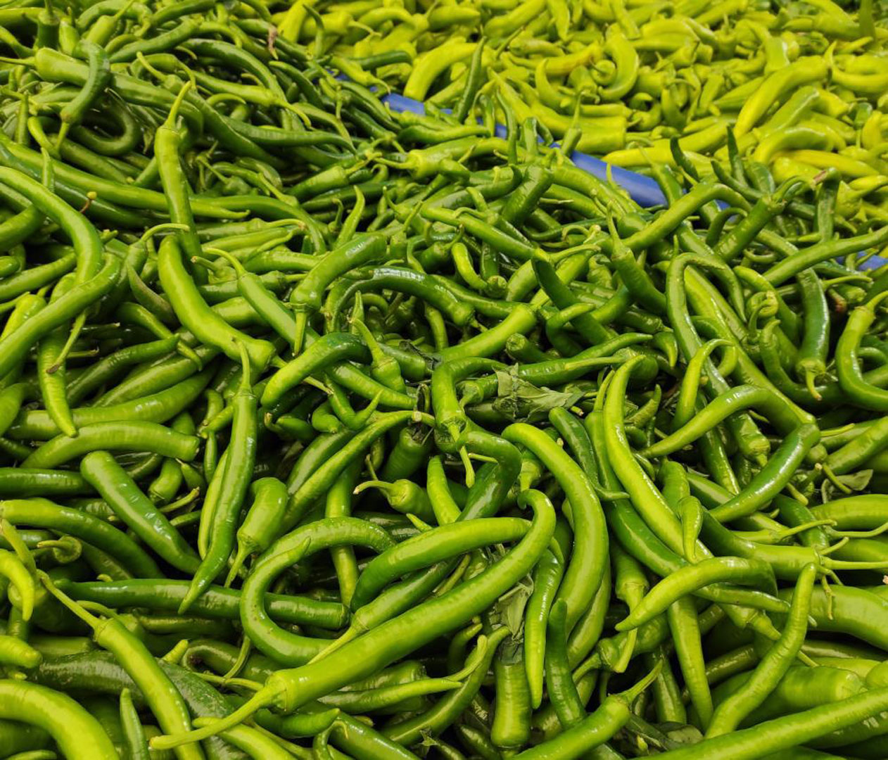 Pazar tezgahlarının zam şampiyonu belli oldu! Yaz aylarının vazgeçilmesi erik fiyatları dibi gördü!