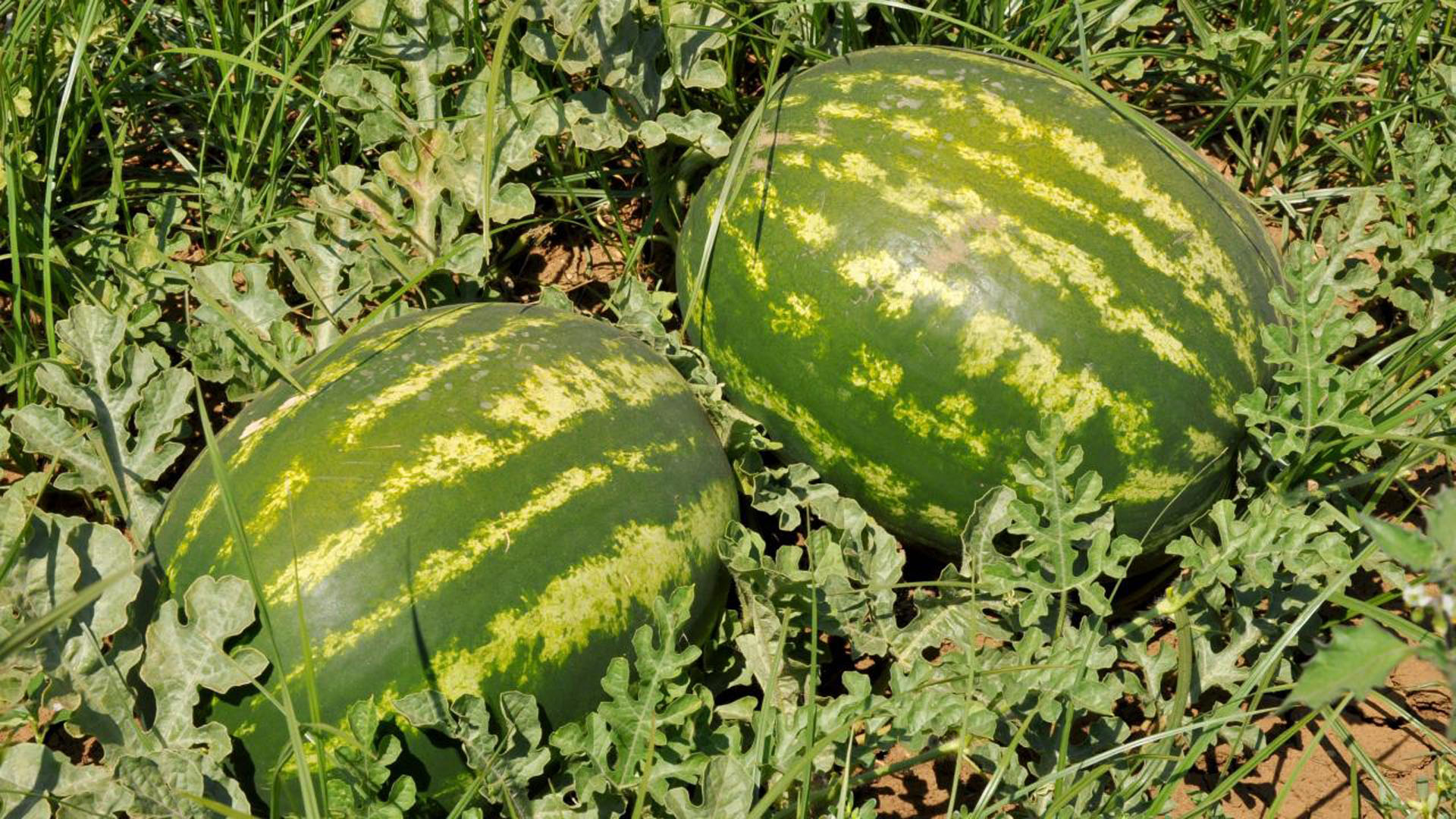 Pazar tezgahlarının zam şampiyonu belli oldu! Yaz aylarının vazgeçilmesi erik fiyatları dibi gördü!