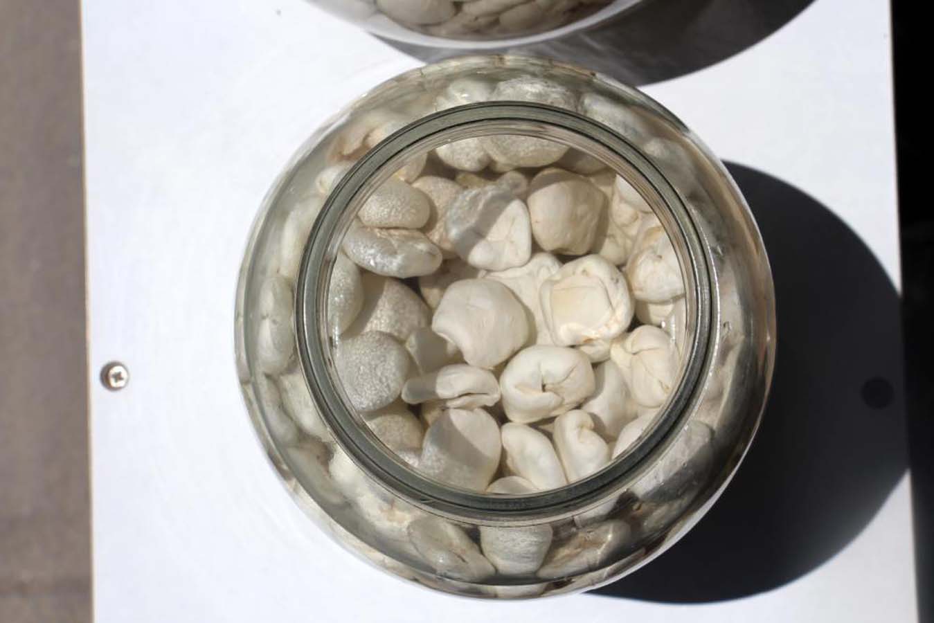 Türkiye'nin dağlarında yetişip, binlerce hastalığa iyi geliyor! Şifa deposu: Kenger Sakızı