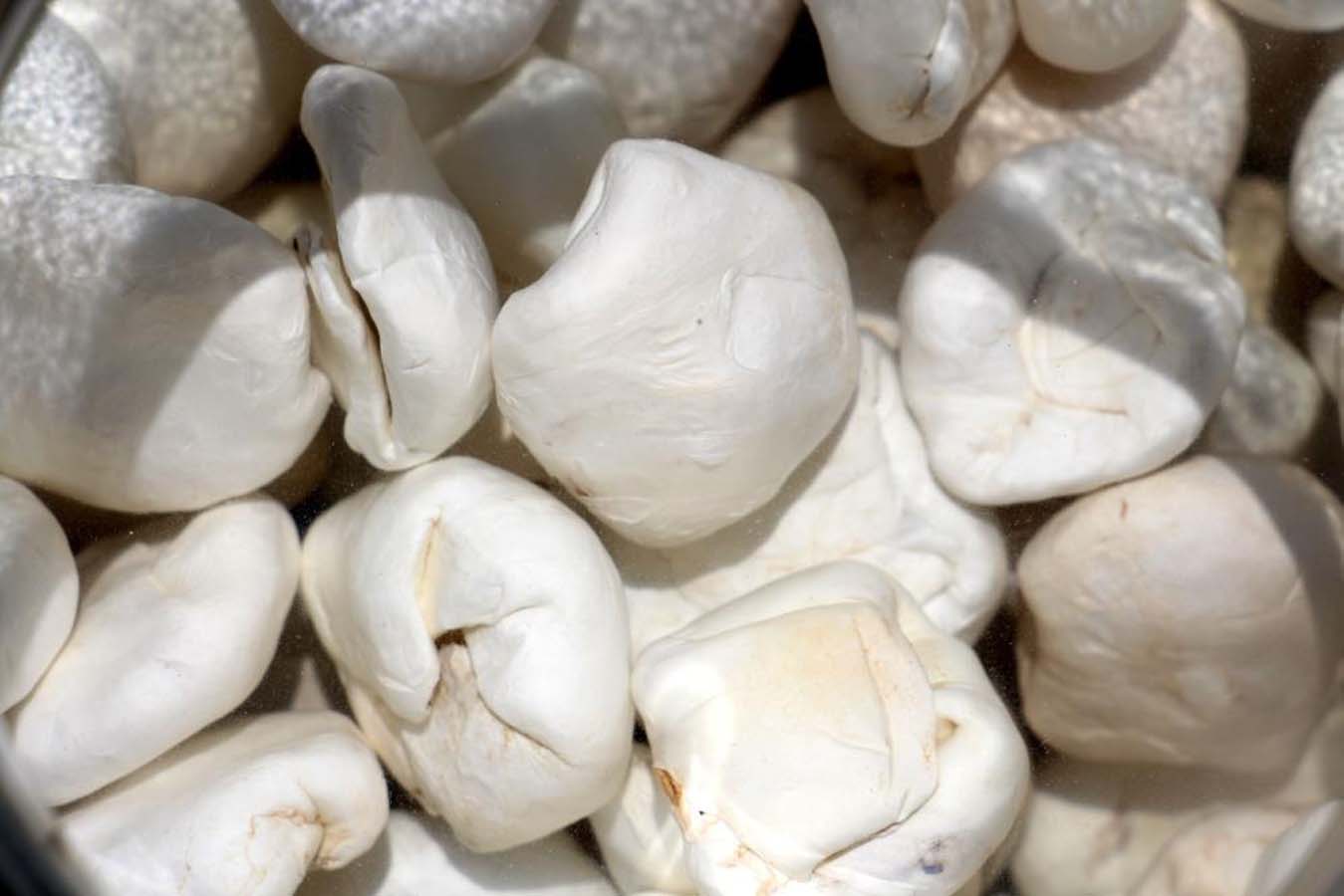 Türkiye'nin dağlarında yetişip, binlerce hastalığa iyi geliyor! Şifa deposu: Kenger Sakızı