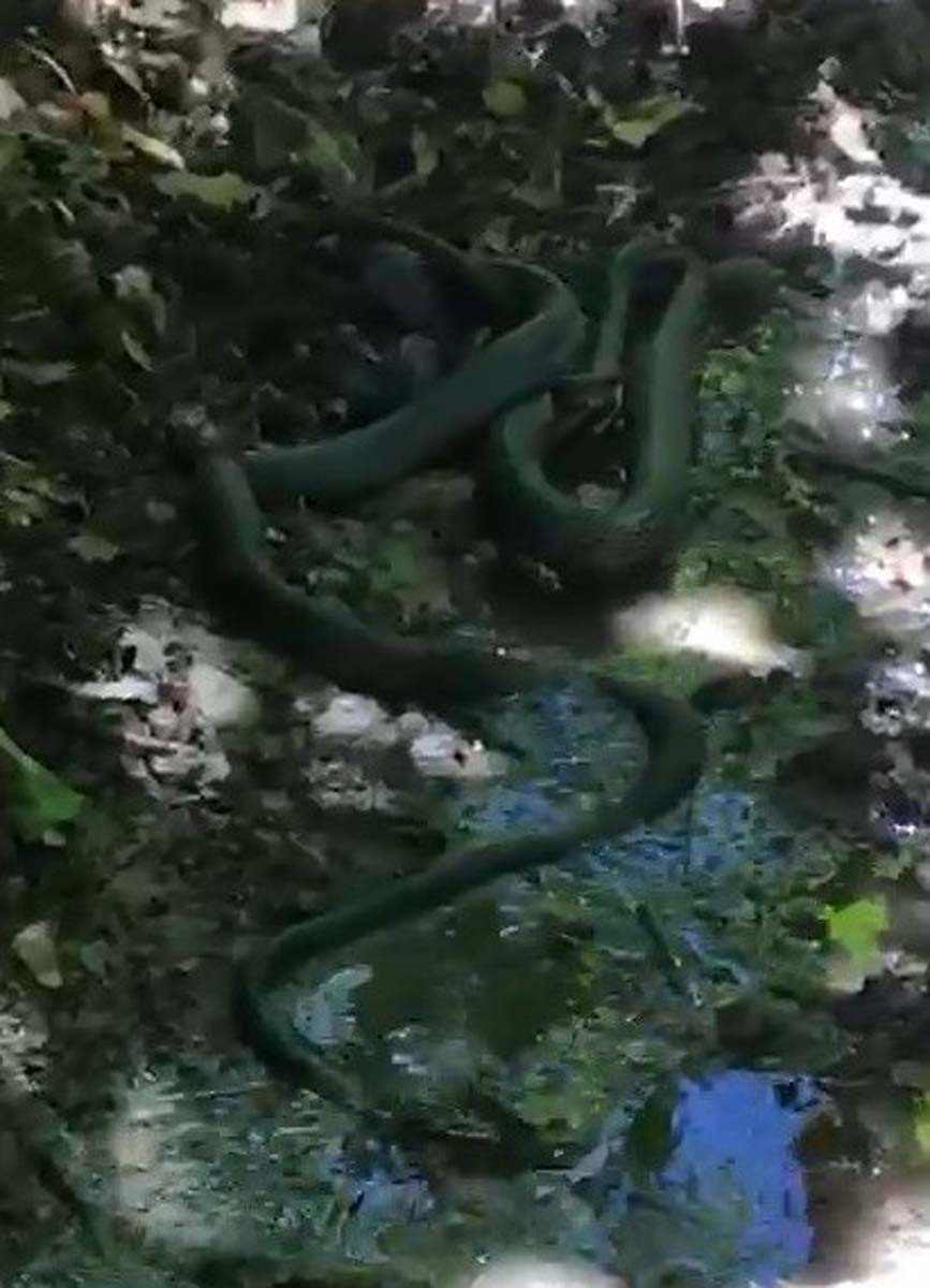 Bu görüntüler normalleşti! Güç mücadelesi kamerada: Siyah yılanlar birbirlerini yemeye çalıştı! 