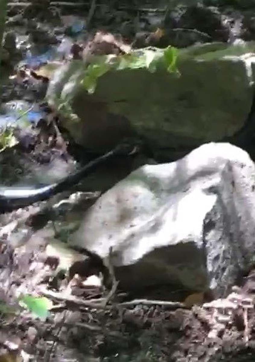 Bu görüntüler normalleşti! Güç mücadelesi kamerada: Siyah yılanlar birbirlerini yemeye çalıştı! 