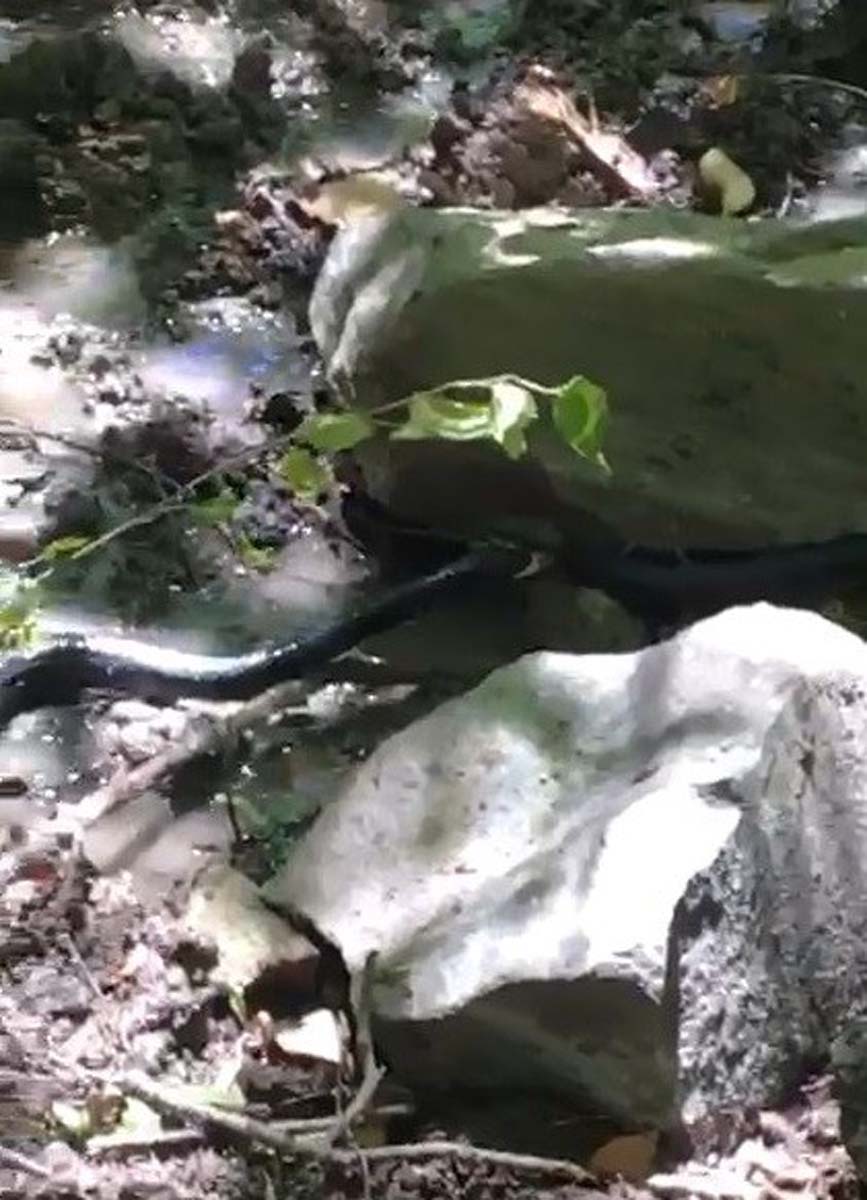 Bu görüntüler normalleşti! Güç mücadelesi kamerada: Siyah yılanlar birbirlerini yemeye çalıştı! 
