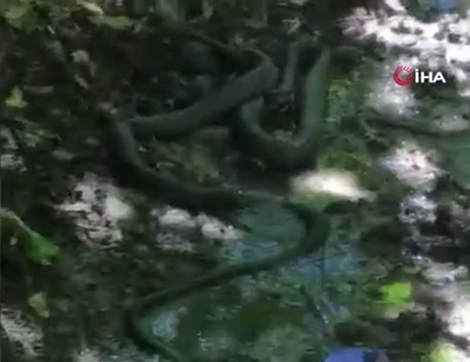 Bu görüntüler normalleşti! Güç mücadelesi kamerada: Siyah yılanlar birbirlerini yemeye çalıştı! 