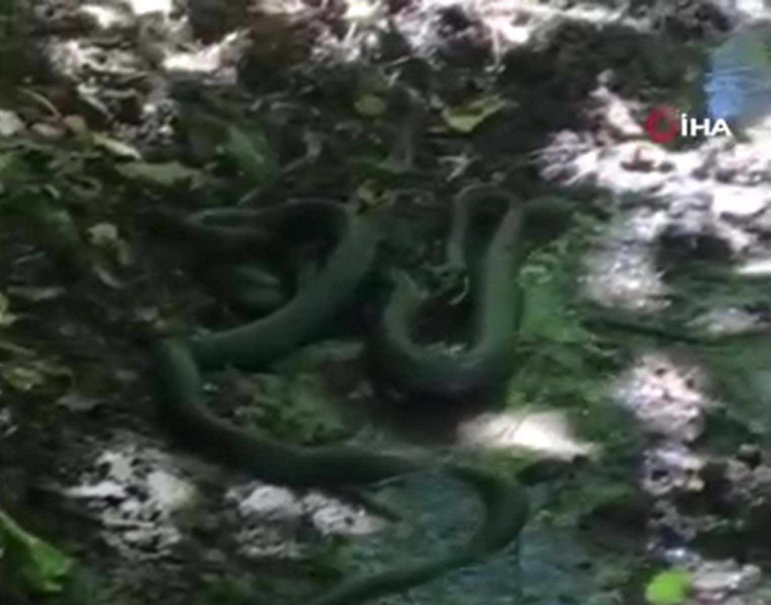 Bu görüntüler normalleşti! Güç mücadelesi kamerada: Siyah yılanlar birbirlerini yemeye çalıştı! 