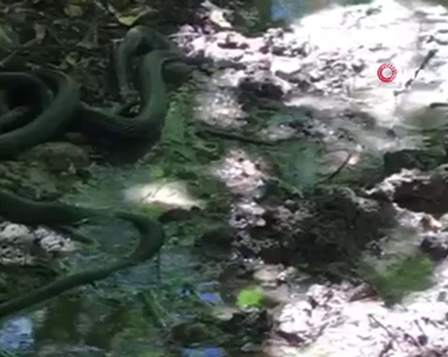 Bu görüntüler normalleşti! Güç mücadelesi kamerada: Siyah yılanlar birbirlerini yemeye çalıştı! 