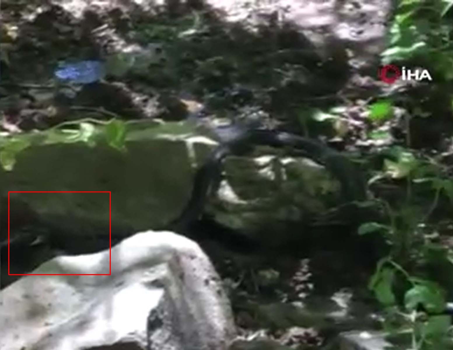 Bu görüntüler normalleşti! Güç mücadelesi kamerada: Siyah yılanlar birbirlerini yemeye çalıştı! 