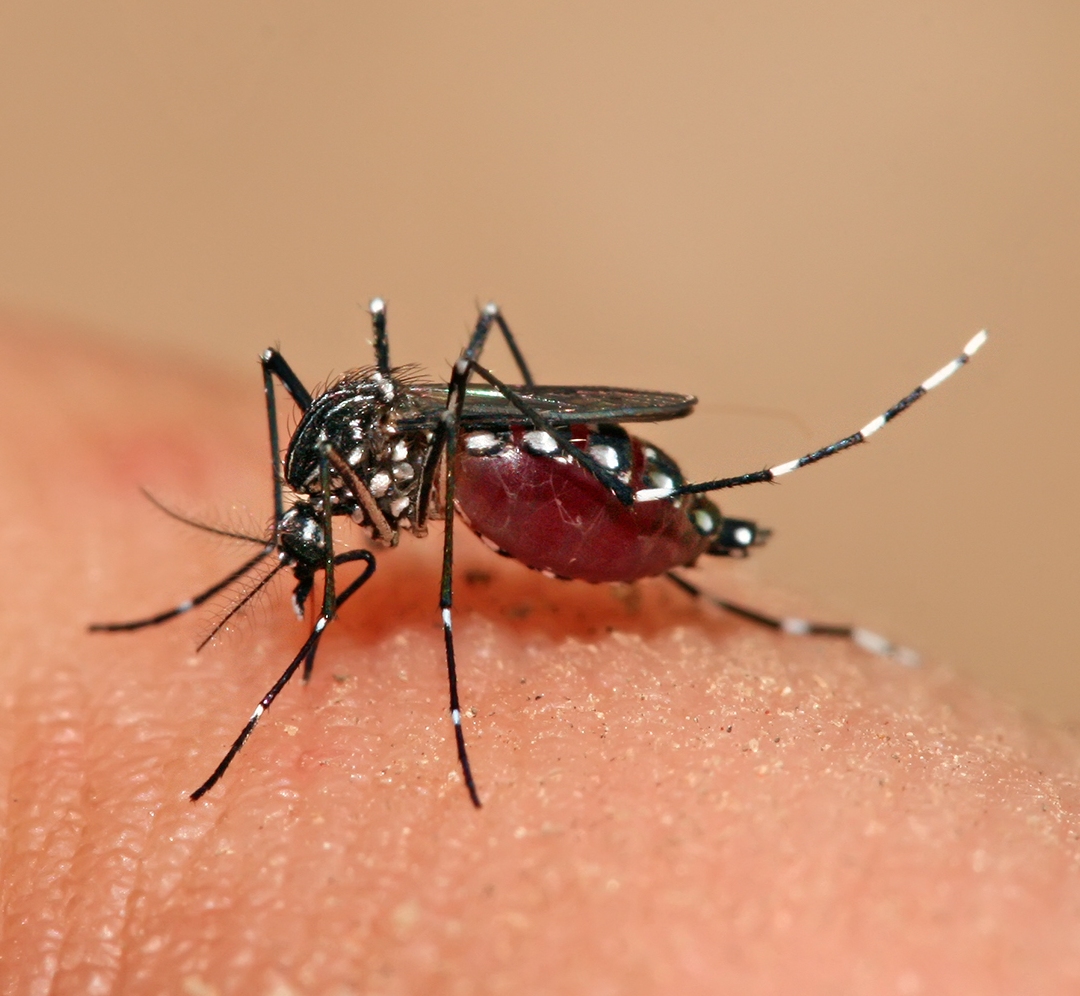 Aedes sineği nedir, zararları nelerdir? Aedes sineği ısırığı öldürür mü? | Zika virüsü nedir, belirtileri neler?