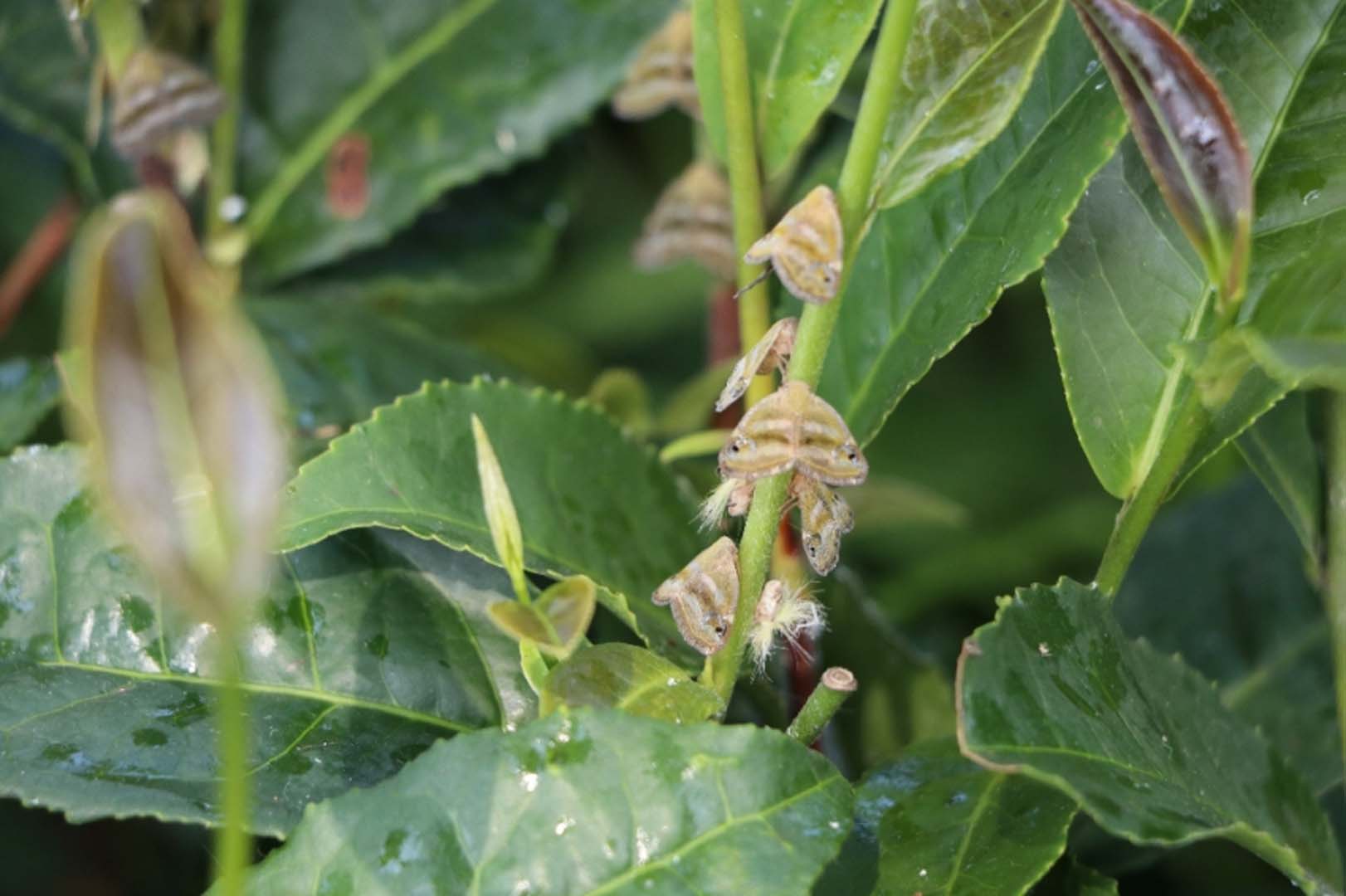 İstanbul'da vampir kelebek istilası! Vatandaş rahat nefes alamıyor, ilaçlar çare değil!