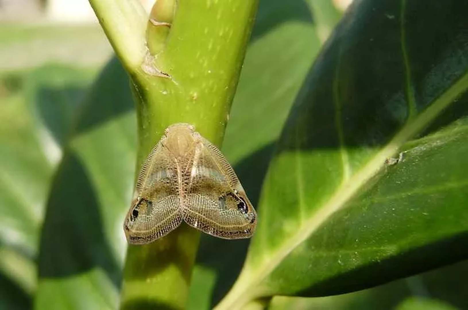 İstanbul'da vampir kelebek istilası! Vatandaş rahat nefes alamıyor, ilaçlar çare değil!