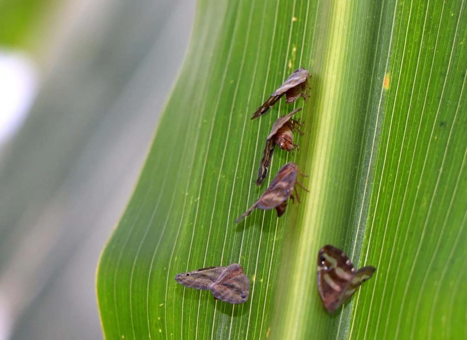 İstanbul'da vampir kelebek istilası! Vatandaş rahat nefes alamıyor, ilaçlar çare değil!