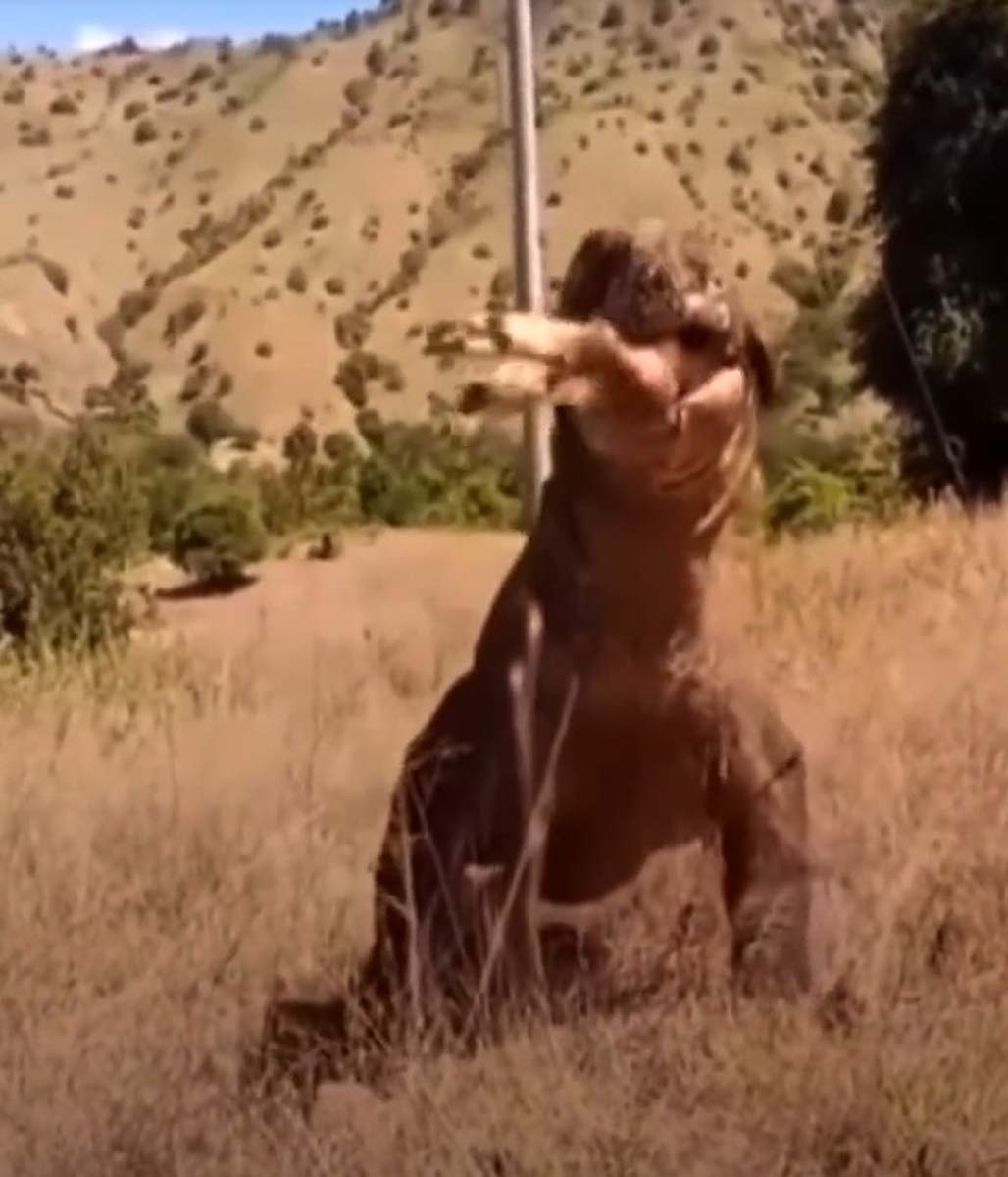 Sosyal medyayı sallayan video! Komodo Ejderi avını tek hamlede yuttu! Aman Allah'ım ben ne seyrettim şu an