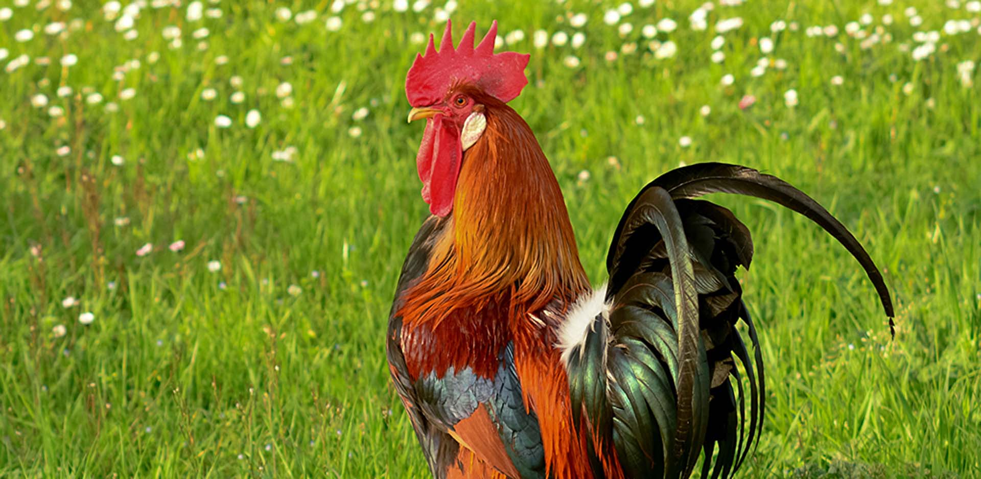 Vakitsiz öten horoz başına gelene bakın! Günde 200 kere öttüğü için komşusu tarafından mahkemeye verildi!