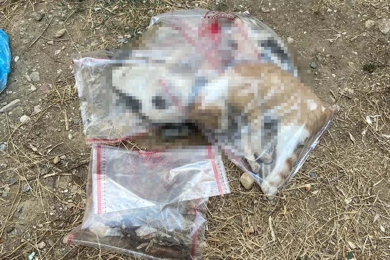 Manisa'dan iç sızlatan görüntüler! Bir sitenin bahesinde 15 kedi, 1 köpek ölü bulundu!