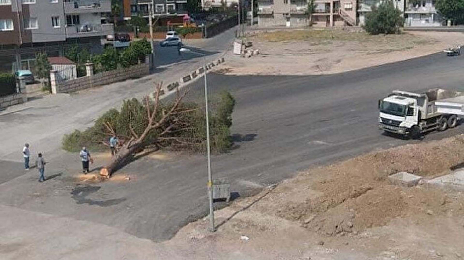 Yarım asırlık fıstık ağacını göz göre göre kestiler! Ak Partili Hamza Dağ'dan İzmir Büyükşehir'e tepki! Hangi projenize engel oldu o yarım asırlık çınar?