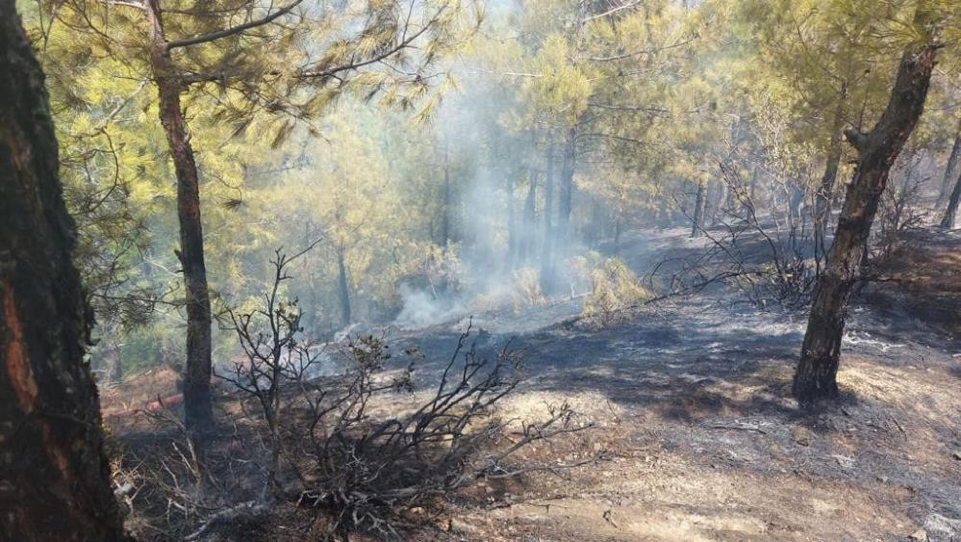 Hatay'da orman yangını! Söndürme işlemleri devam ediyor