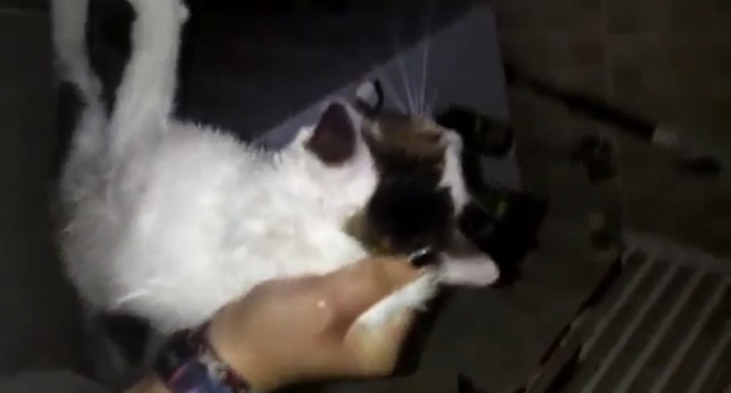 Pendik’te hayvan vahşeti! Kediyi suyun altına sokup işkence etti! Boğdu, yetmedi...