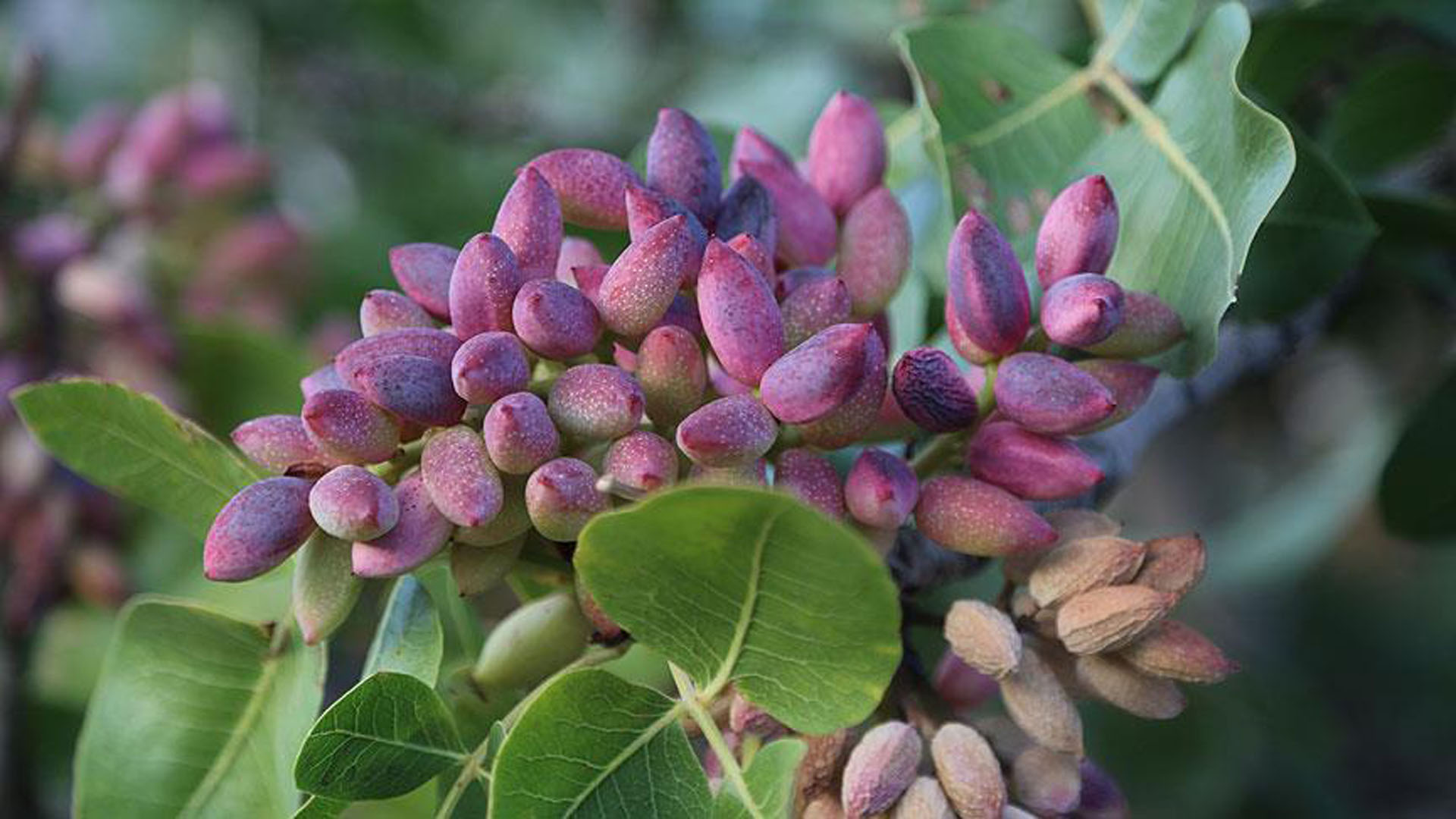 Kilosu altınla yarışıyor! Çalınmasın diye bahçelerde silahla nöbet tutuluyor...