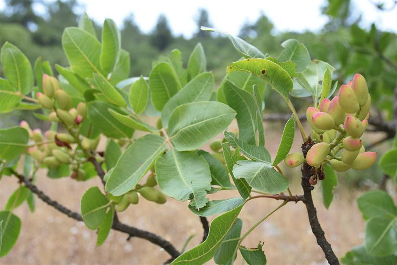 Kilosu altınla yarışıyor! Çalınmasın diye bahçelerde silahla nöbet tutuluyor...