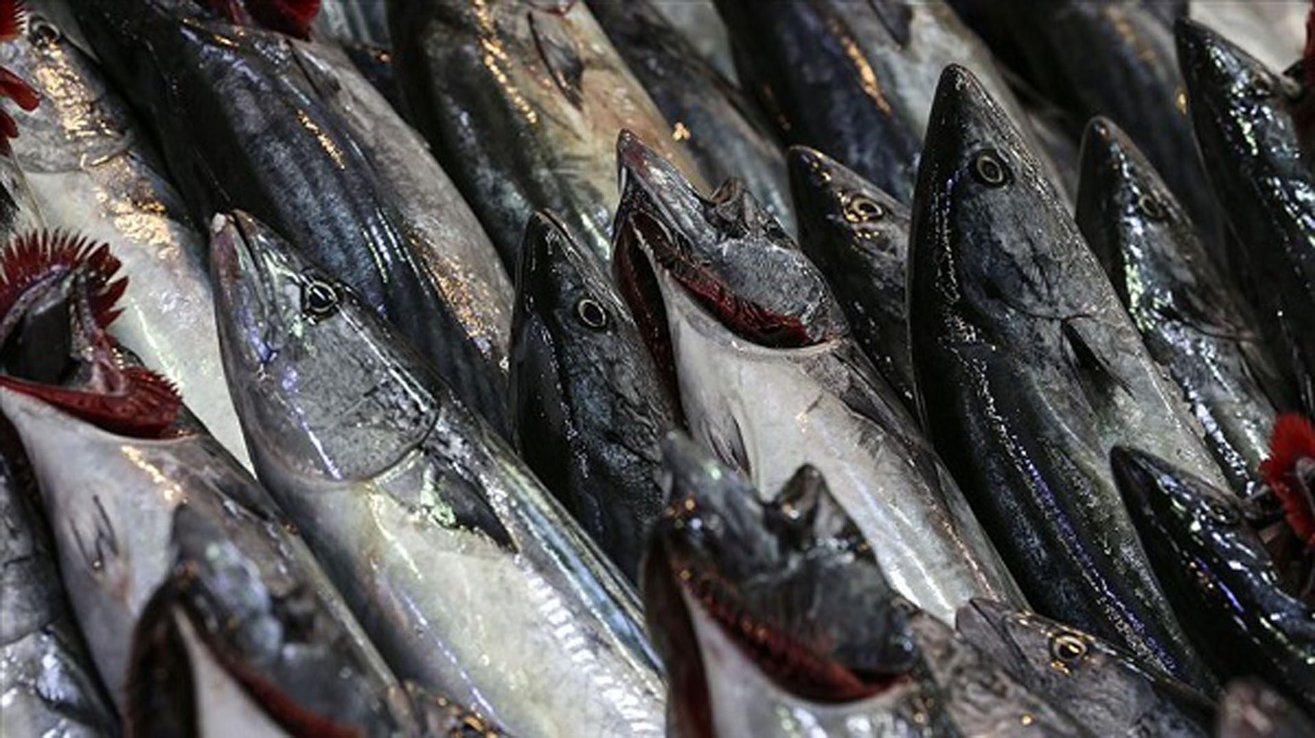 Bakan Kirişci paylaştı: Av yasağı döneminde 5 milyon 209 bin lira idari para cezası uygulandı