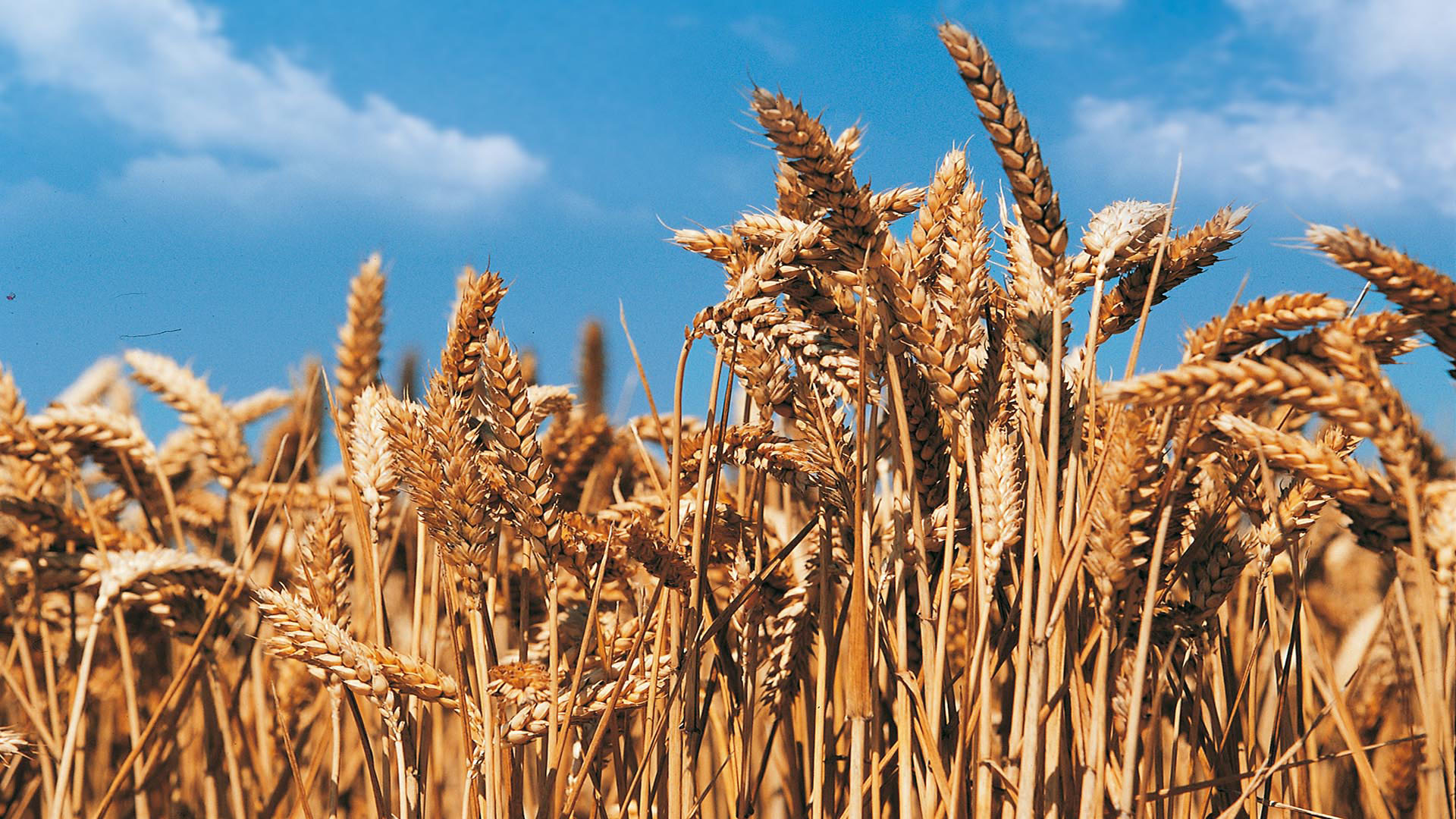 Bakan Kirişci'den üreticiye müjde! 519 milyon liralık ödemeler hesaplara yatırılıyor