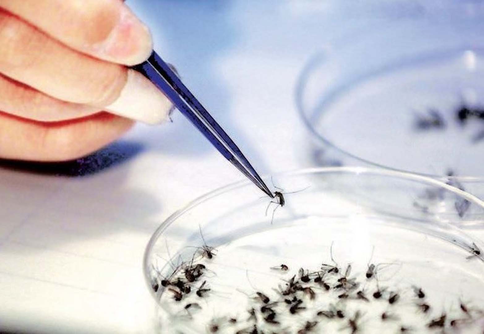 Yunanistan'daki Batı Nil virüsü İçin Türk hekimlerden korkutan uyarı: Ülkemiz için risk teşkil ediyor