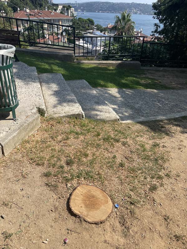 CHP ağaç katletmeye devam ediyor! Beşiktaş Ayazma Parkı'ndaki ağaçların kesilme sebebi sinirleri hoplattı! 