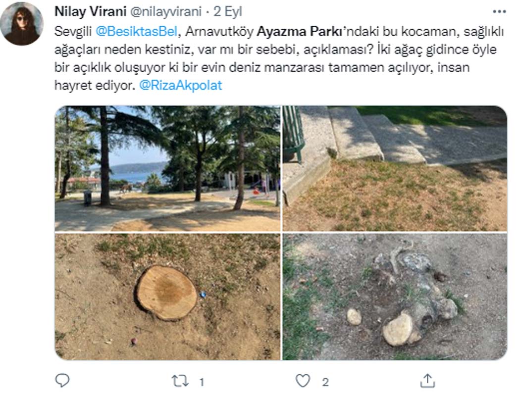 CHP ağaç katletmeye devam ediyor! Beşiktaş Ayazma Parkı'ndaki ağaçların kesilme sebebi sinirleri hoplattı! 