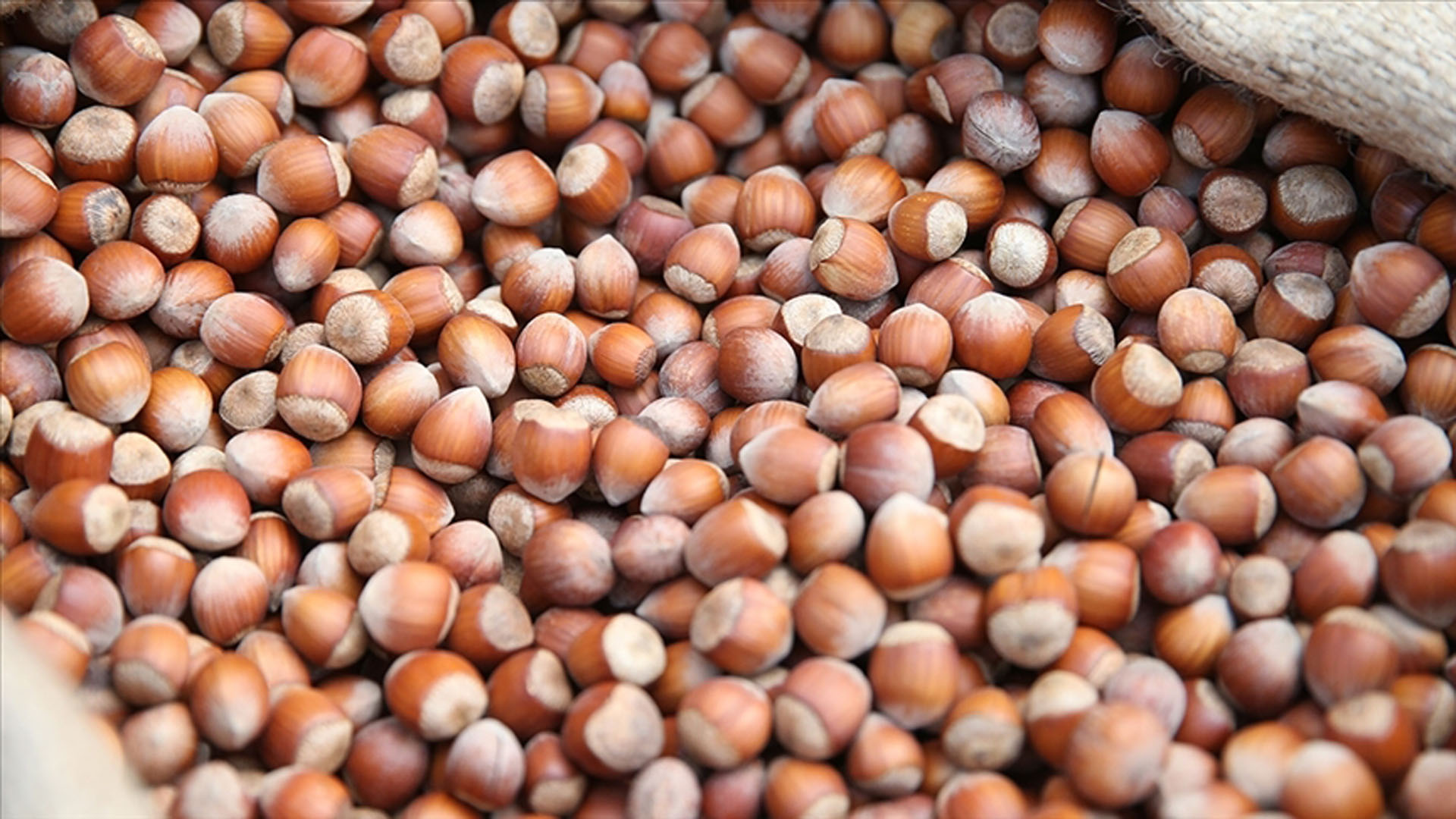 Türkiye fındık ihracatında rekora koşuyor!