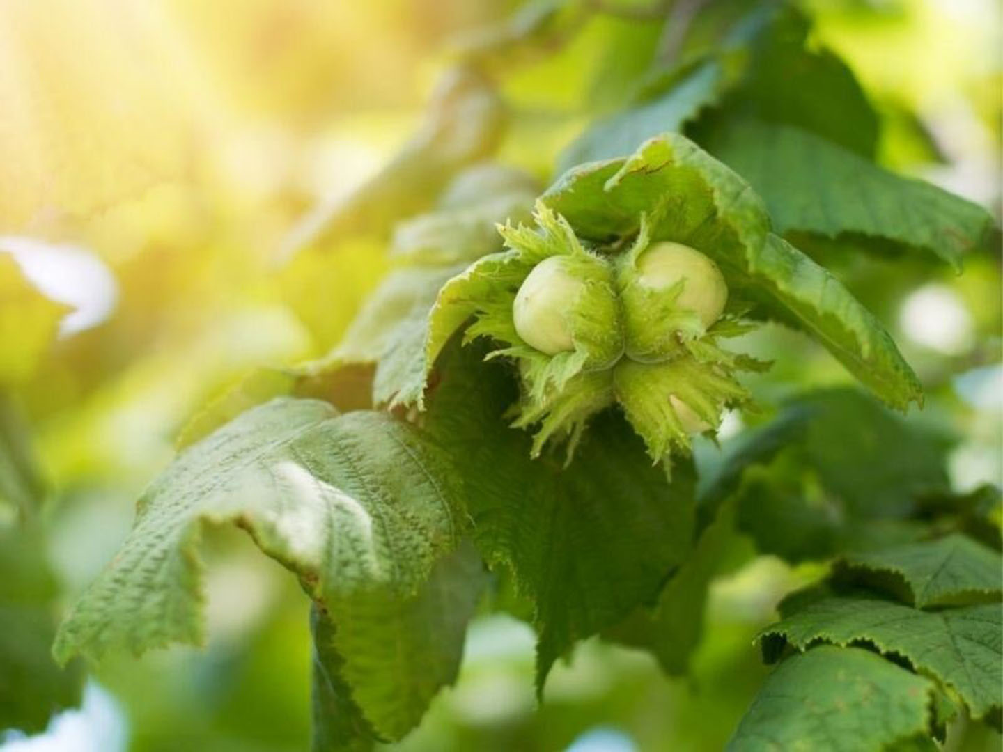 Türkiye fındık ihracatında rekora koşuyor!