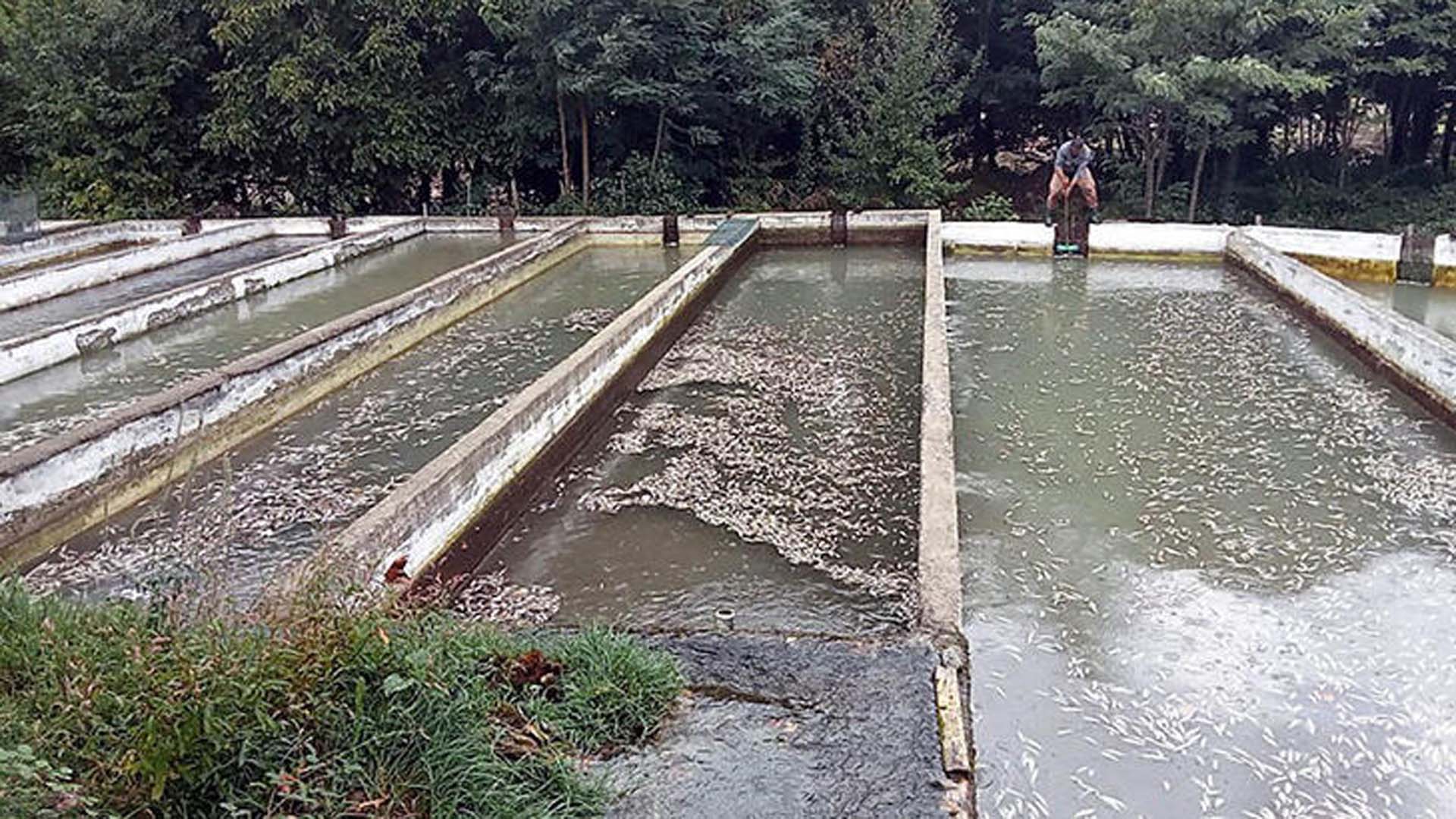 Selin vurduğu Kahramanmaraş'ta iç sızlatan görüntüler! 350 bin balık telef oldu!