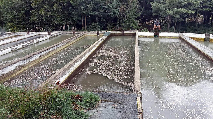 Selin vurduğu Kahramanmaraş'ta iç sızlatan görüntüler! 350 bin balık telef oldu!