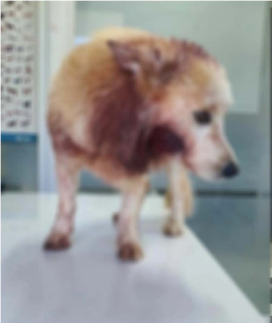 Aydın'da yavru köpeğe akılalmaz işkence! Bıçakla çenesinden yaralayıp...