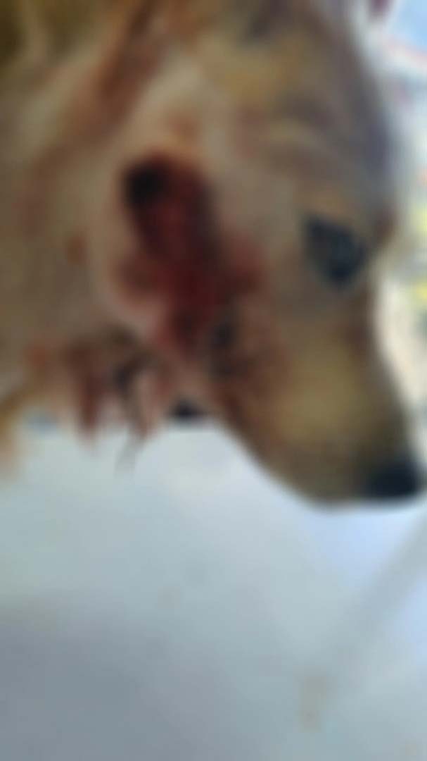 Aydın'da yavru köpeğe akılalmaz işkence! Bıçakla çenesinden yaralayıp...