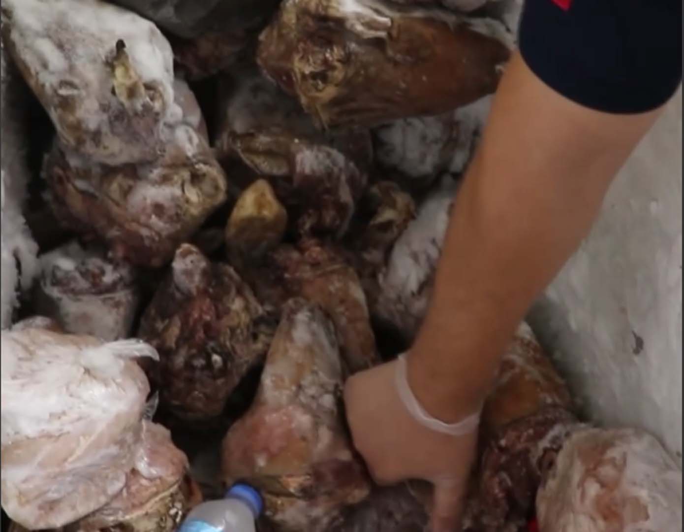 Şanlıurfa zabıtasından kasap denetimi! 3 bin ton bozuk et ve sakatat ele geçirildi!