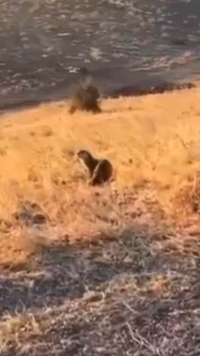 Nesli tükenme tehlikesindeydi! Su samuru, Batman Gercüş'te görüntülendi